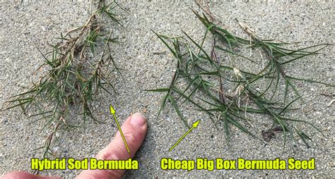 Best Bermuda Grass Seed for Lawns Lawn Care