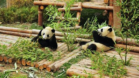 Giant Panda Breeding Research Base | , China | Attractions - Lonely Planet