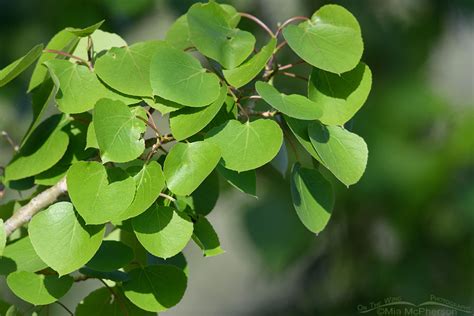 Quaking Aspen leaves close up – Mia McPherson's On The Wing Photography