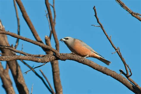 Birds of Australian Outback and Where to See Them - The Wildlife Diaries