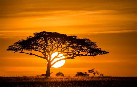 Wallpaper the sun, sunset, tree, Savannah images for desktop, section ...