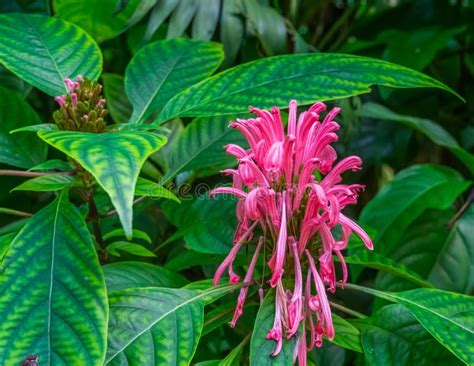 Closeup Of A Brazilian Plume Flower, Colorful Tropical Plant Specie From The Atlantic Forest Of ...