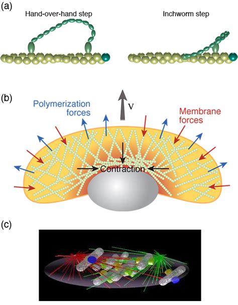 Some examples where physics has shed light on biology . (a)... | Download Scientific Diagram