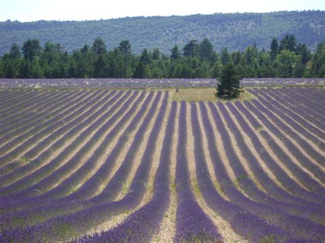 Lavender field near Sault, Vaucluse, Provence, France. 2011 Rhone ...