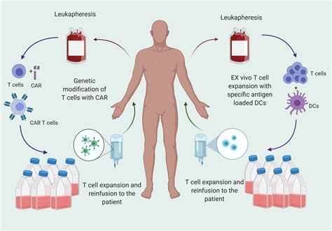 Frontiers | Optimizing T Cell-Based Therapy for Glioblastoma