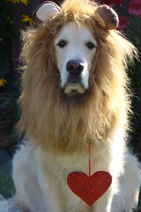 The top 22 Ideas About Diy Lion Costume for Dog - Home, Family, Style ...