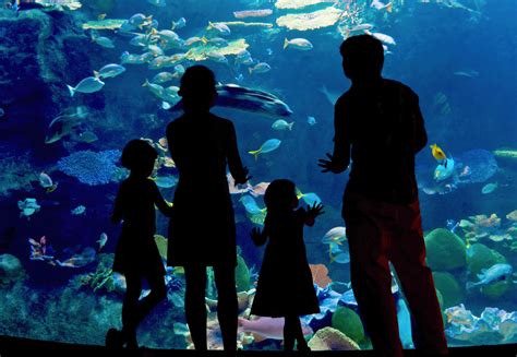 Top Aquarium Attractions in Tampa Bay Area – DiGiovanni Homes