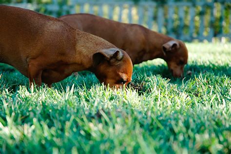 Why does my dog eat grass or other items - Wyatt's List