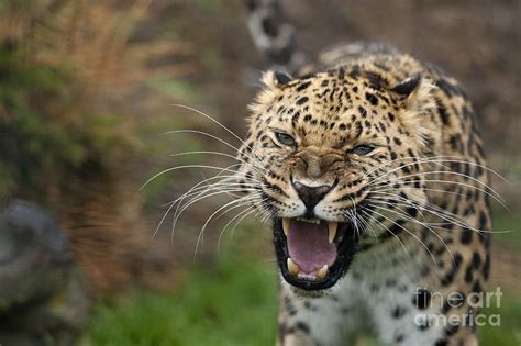 Amur Leopard Snarling Photograph by Philip Pound | Fine Art America