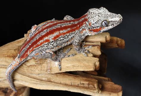 Pin on Reptiles, Amphibians & Vivariums