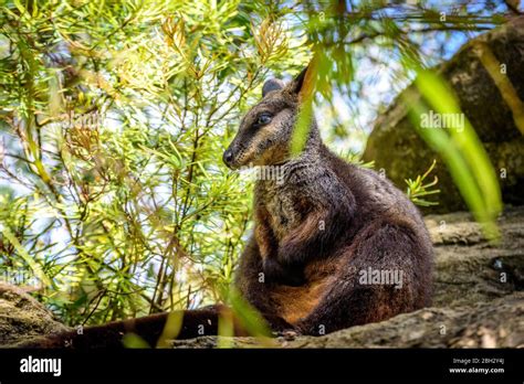 Taronga zoo sydney kangaroo hi-res stock photography and images - Alamy