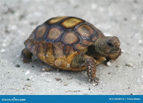 Young Baby Gopher Tortoise Walking Aross a Sand Path Stock Photo ...