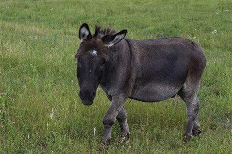 Donkey Farm Animal Free Stock Photo - Public Domain Pictures