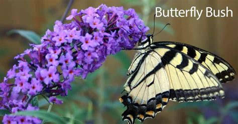 Butterfly Bush: How to Care For The Buddleia