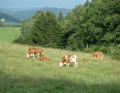 Grazing Cattle Free Stock Photo - Public Domain Pictures