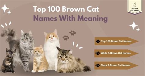 100 Best Brown Cat Names With Meaning - Drlogy Cat Names