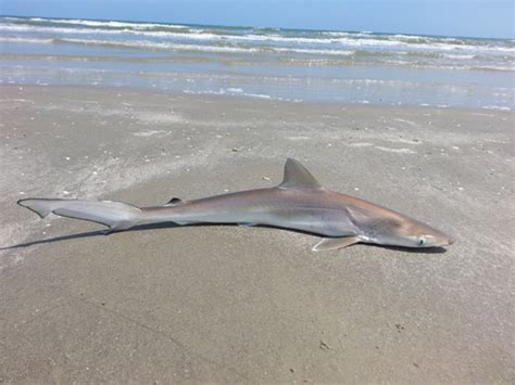 Spinner Shark (MatBio: FISHES - Matanzas Biodiversity) · iNaturalist