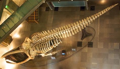 Baleen Whale Skeleton | In the National Museum of Natural Hi… | Flickr