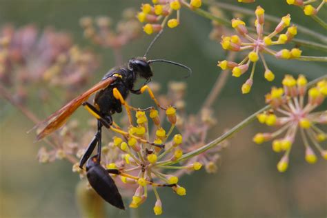 What is the best way to get rid of mud wasps - Exterminatorhamilton.ca