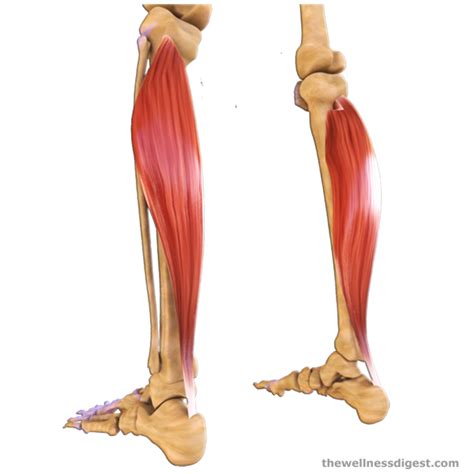 Soleus Muscle Anatomy