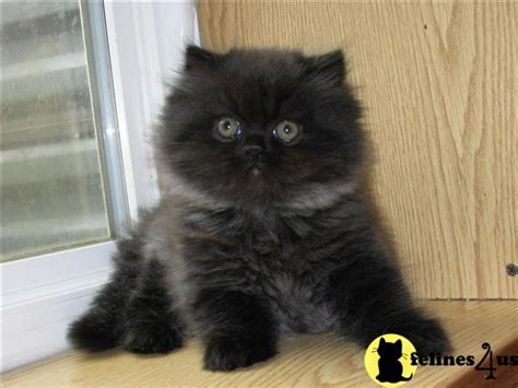 Persian Kitten for Sale: Beautiful Black Smoke male Persian Kitten 9 Yrs and 10 Mths old