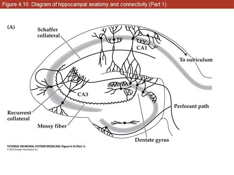 Anatomy Of Mouse