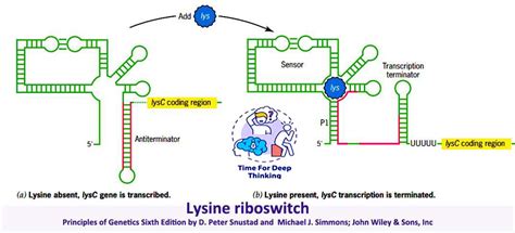 MCQs on riboswitch and antisense-RNA regulation of gene expression - Biotech MCQ