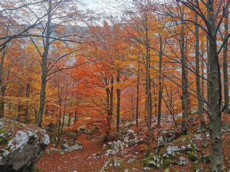 Autumn Forest Trees - Free photo on Pixabay - Pixabay