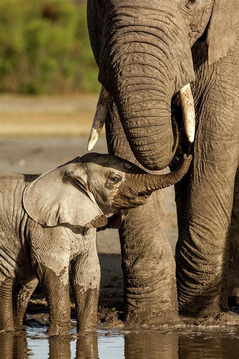 Elephant Calf And Mother, Ngorongoro by Paul Souders