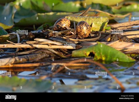 African Jacana eggs Vaal River, Gauteng; South Africa Stock Photo - Alamy