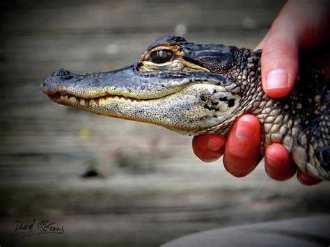 Baby Gator Photograph by David McKinney - Fine Art America