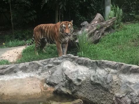 Night Safari welcomes 2 critically-endangered Malayan tiger cubs, first successful birth in 22 ...