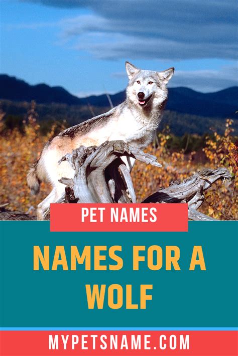 Names For A Wolf | Pet names, Wolf name, Wolf dog