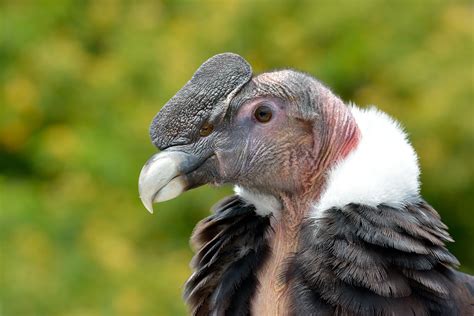 A Tale of Two Condors: Andean and California Condors