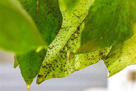 7 Orange Tree Diseases: How to Identify and Treat Them - Minneopa Orchards