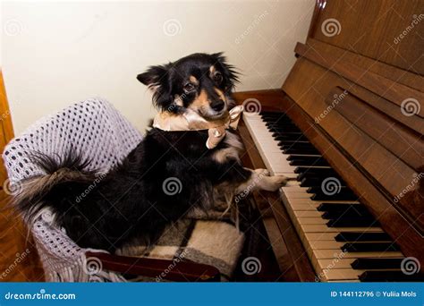 Cute Funny Dog Playing the Piano Stock Photo - Image of keyboard ...