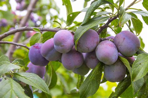 Dwarf Elephant Heart Plum - PlantNet® Australia