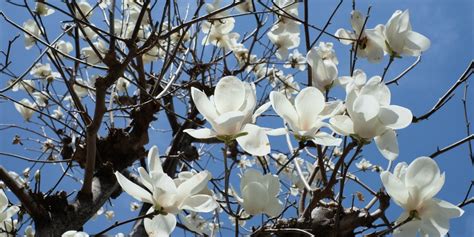 Magnolia Tree Missouri: Growth and Care Tips - GFL Outdoors