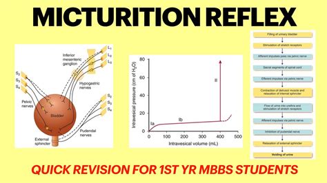 Micturition reflex | Renal physiology | Cystometrogram physiology ...