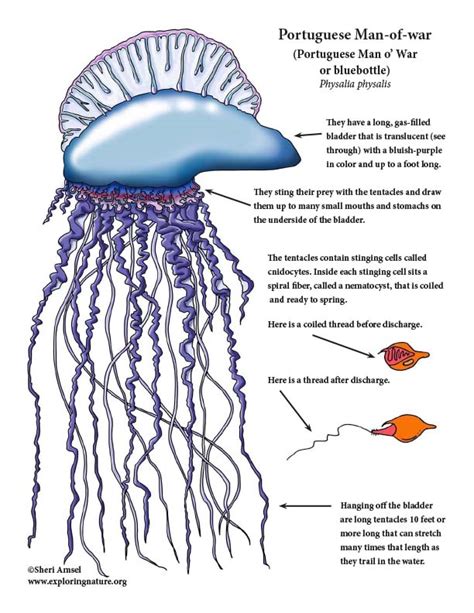 Mapping The Stinging Seas: Understanding And Predicting The Movement Of Portuguese Man-of-War ...