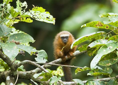 Titi Monkey Facts - Animals of South America - WorldAtlas