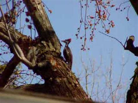 ivory billed woodpecker sighting - YouTube