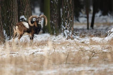 Big european mouflon sheep in the forest — Stock Photo © Photocech #130518754