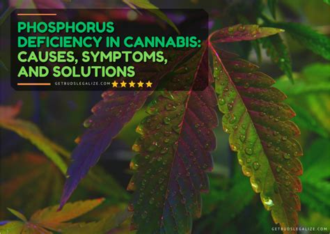 Phosphorus Deficiency in Cannabis: Causes, Symptoms, and Solutions - GetBudsLegalize.com