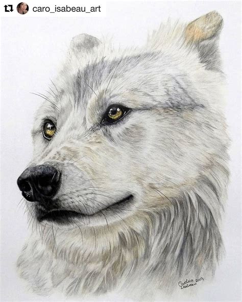 White Wolf Drawing