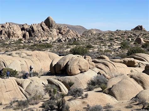 Plan your visit to Joshua Tree National Park - CIRE Travel