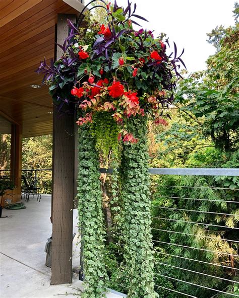 Pin on Container Gardening, Window Boxes & Hanging Baskets