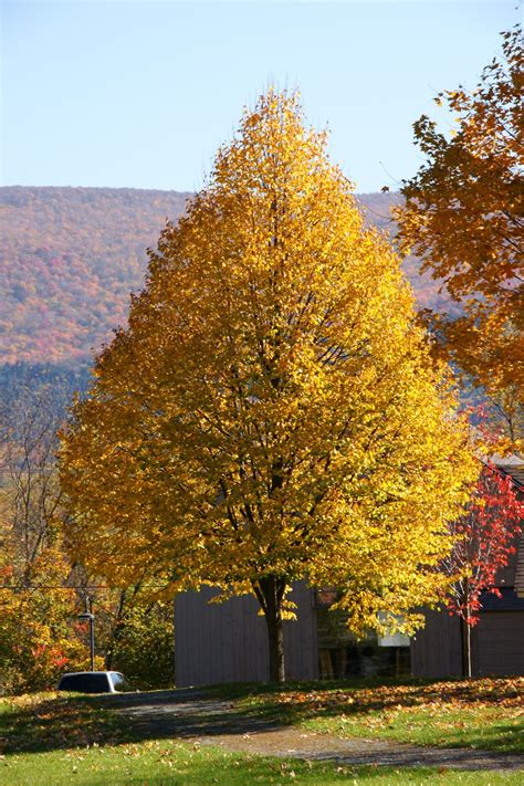 Fall in Vermont | Vermont, Fall, Country roads