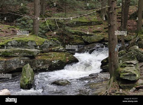 Hiking in the woods Stock Photo - Alamy