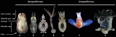 Frontiers | Cephalopod ontogeny and life cycle patterns